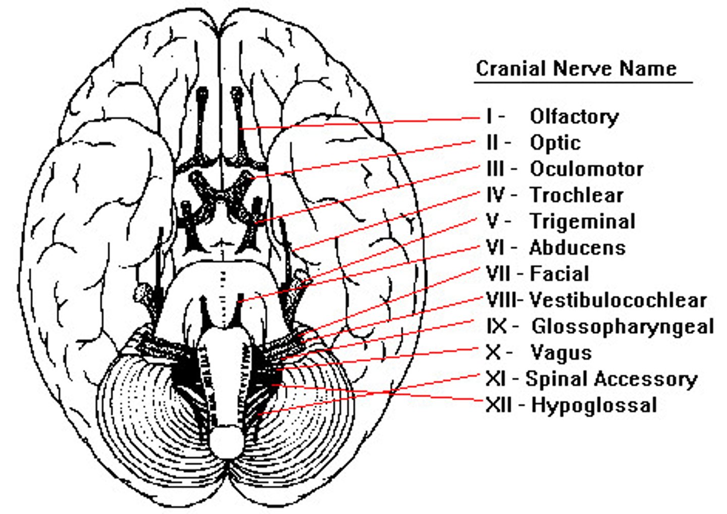<p>enter/exit the brain</p><p>CN1 &amp; CN2 extend from cerebrum,CN3-CN11 extend from lower diencephalon and brainstem</p><p>12 pairs CN's supply head/neck except vagus (travels to heart, respiratory muscles, stomach, gallbladder)</p>