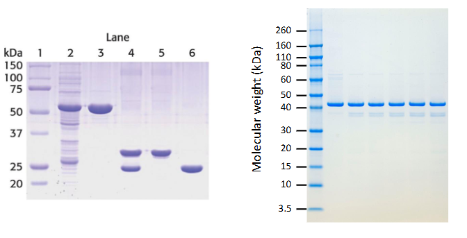 <p>Electrophoresis method that separates proteins based on <strong>size</strong></p><ul><li><p>SDS gives all proteins uniformly negative charge</p></li></ul><ul><li><p>small proteins move faster</p></li></ul><p></p>