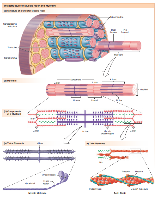 <p><strong>Z disc </strong></p><ul><li><p>Boundary of a sarcomere</p></li><li><p>Anchors thin filaments</p></li></ul><p><strong>I band</strong> </p><ul><li><p>Contains only thin filaments</p></li><li><p>Light band</p></li></ul><p><strong>A band </strong></p><ul><li><p>Contains entire thick filament length</p></li><li><p>Includes overlap with thin filaments</p></li><li><p>Dark band</p></li></ul><p><strong>H zone </strong></p><ul><li><p>Central region of A band</p></li><li><p>Contains only thick filaments</p></li></ul><p><strong>M line</strong> </p><ul><li><p>Middle of sarcomere</p></li><li><p>Anchors thick filaments</p></li></ul><p> </p><p>During contraction:</p><ul><li><p>I band shrinks</p></li><li><p>H zone shrinks</p></li><li><p>A band remains constant</p></li></ul><p></p>