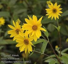 <p>Identify the weed</p>