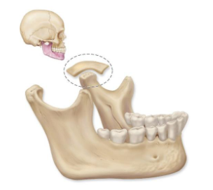 <p>What bone is this?</p>
