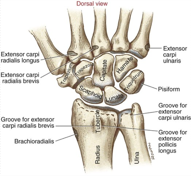 <p>Primarily the radius articulating with the first row of carpal bones </p><ul><li><p>Radius and ulna also articulate at distal radioulnar joint </p></li></ul><p>2 primary functions </p><ul><li><p>Adds stability </p></li><li><p>Increases functionality of the UE</p><ul><li><p>Try to manipulate objects without using the wrist </p></li></ul></li></ul><p></p>