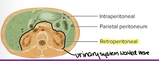 <p>Retroperitonral (behind parietal peritoneum): in the back </p>