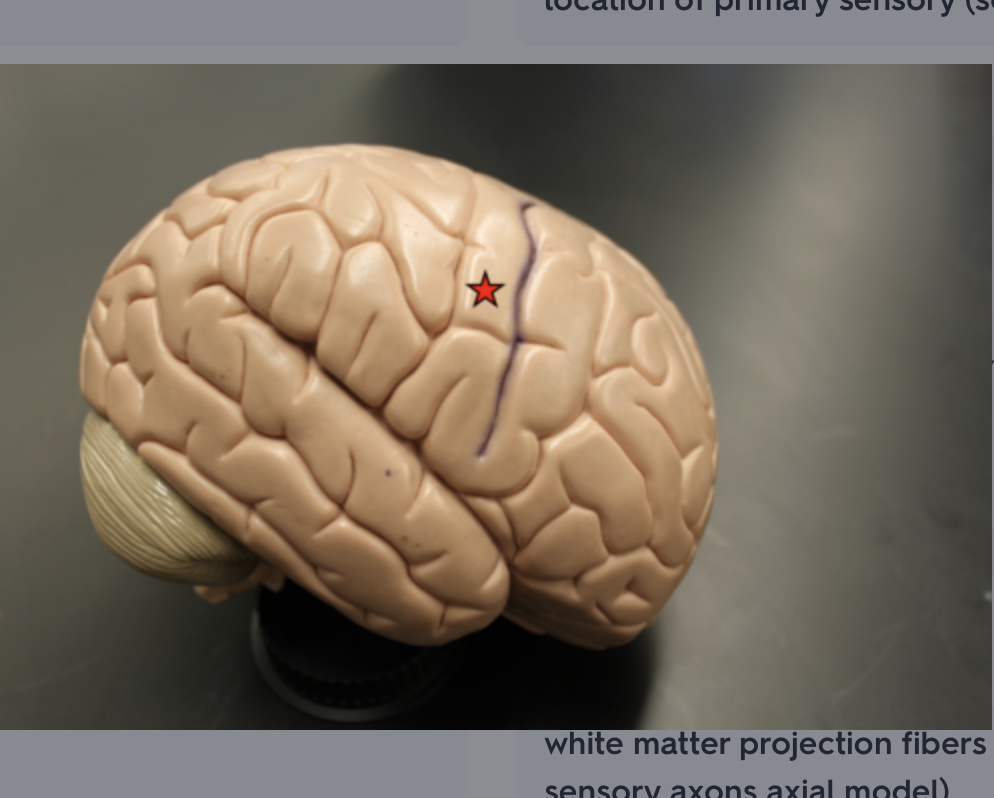 <p>location of primary sensory (somatosensory) cortex</p>