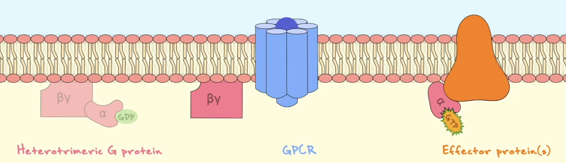 <p><strong>GPCR-er</strong> er 7-transmembrane reseptorer som overfører ekstracellulære signaler til intracellulære signalveier via <strong>heterotrimere G-proteiner</strong>. G-proteinet består av <strong>Gα, Gβ og Gγ</strong>. I inaktiv tilstand er <strong>Gα bundet til GDP</strong>, og Gαβγ-komplekset ligger ved plasmamembranen.</p><p>Når ligand binder GPCR, endrer reseptoren konformasjon og fungerer som en <strong>GEF</strong> for Gα. Det betyr at GPCR får Gα til å slippe GDP, slik at GTP kan binde. Da dannes <strong>Gα-GTP</strong>, og både Gα-GTP og Gβγ kan regulere effektorproteiner som <strong>adenylyl cyclase</strong>, <strong>PLCβ</strong>, fosfodiesteraser eller ionekanaler.</p><p>Signalet avsluttes på flere nivåer. <strong>Gα hydrolyserer GTP til GDP</strong>, og dette akselereres av <strong>RGS-proteiner</strong>. Aktiv GPCR kan fosforyleres av <strong>GRK</strong>, som gjør at <strong>arrestin</strong> binder reseptoren. Arrestin hindrer videre G-proteinkobling og kan føre til internalisering av reseptoren. I tillegg fjernes second messengers, for eksempel ved at <strong>PDE bryter ned cAMP/cGMP</strong>, eller at Ca²⁺ pumpes ut av cytosol.</p><p></p><p><strong>Process line:</strong><br>Ligand → GPCR aktiveres → GDP byttes til GTP på Gα → Gα-GTP/Gβγ aktiverer effektorer → RGS, GRK/arrestin og fjerning av second messengers avslutter signalet</p>