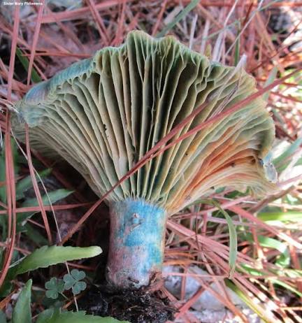 <p>Rainbow milk cap </p>