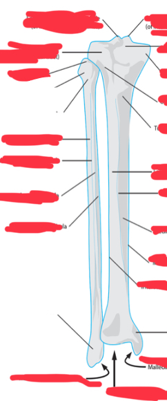 <p>Where is the head if the fibula </p>