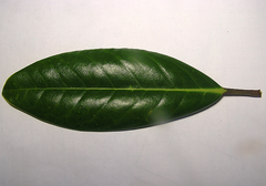 <p>What kind of leaf margin is this?</p>