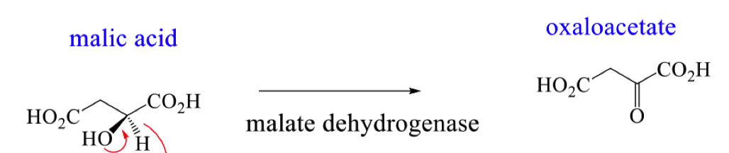 <p>explain how the reverse reaction works and draw the mechanism for enzyme catalysed oxidation with NAD+</p>