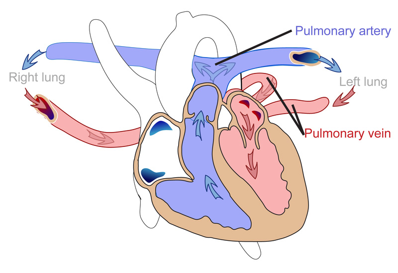 <p><strong>Pulmonary artery </strong></p><p><span style="color: yellow;">Right: Anterior</span></p><p><span style="color: yellow;">Left: Superior</span></p>