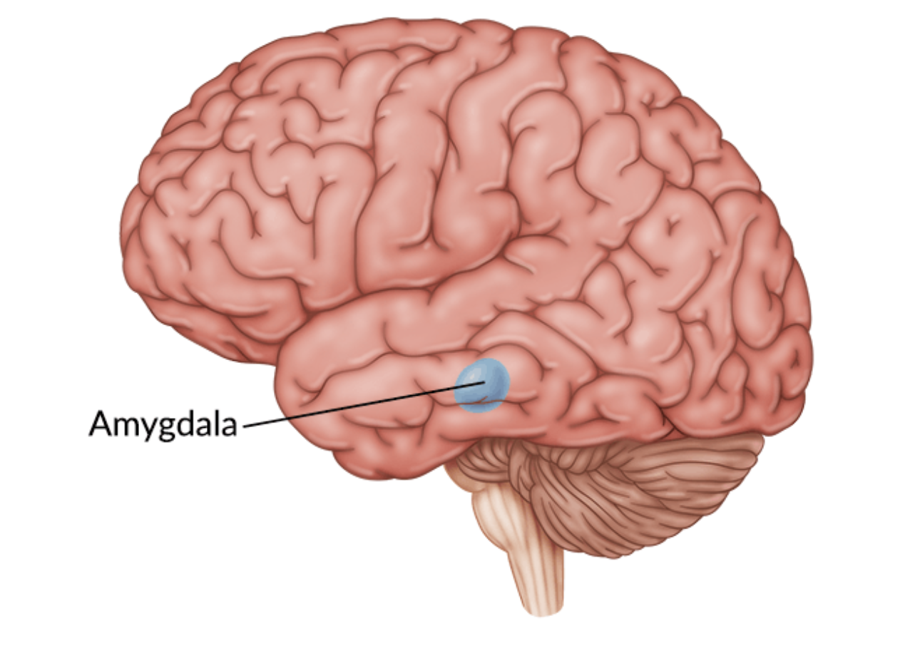 <p>Amygdala</p>