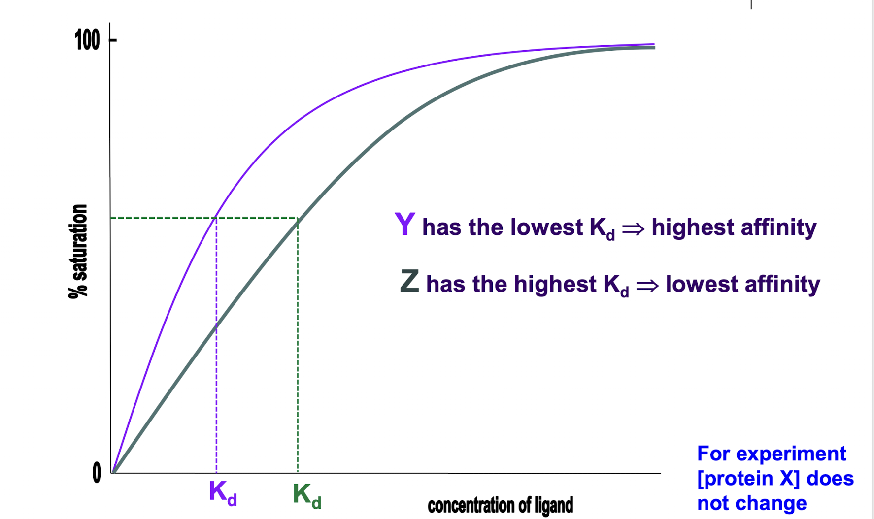 <p>Hyperbola shape, with K<sub>d</sub> at 50% midpoint. Once peak 100% is reached it plateaus and does not change as all binding sites are full and adding more ligand does not increase binding.</p><p>Ligands with a higher affinity for a specific protein will have a lower Kd, which shows as the midpoint of the graph being further back. Changing the concentration of protein will increase or decrease the 100% ceiling by adding or removing binding sites to the solution</p>