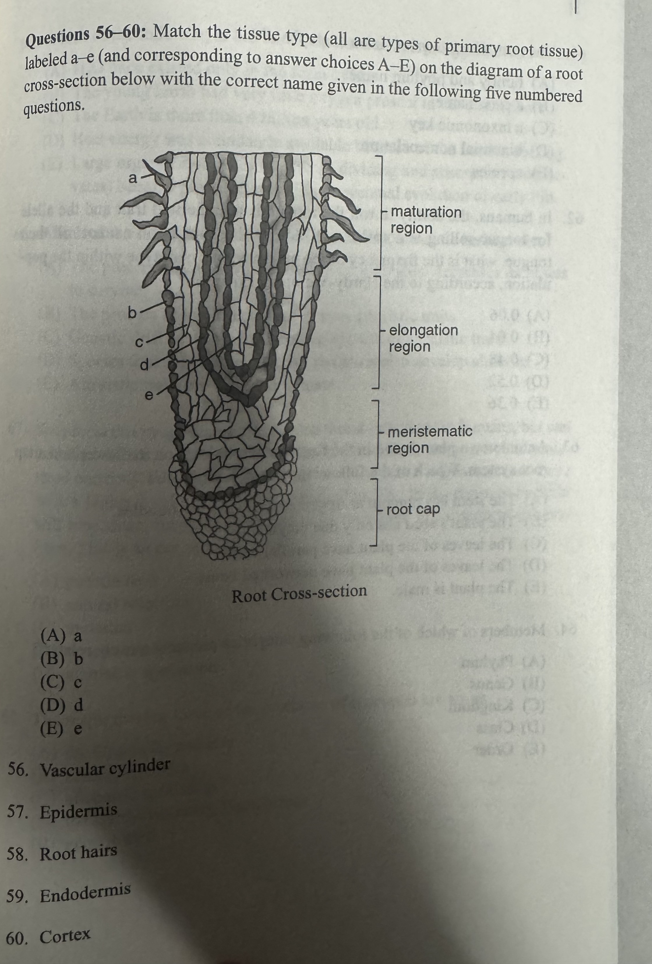 <p>Epidermis</p>