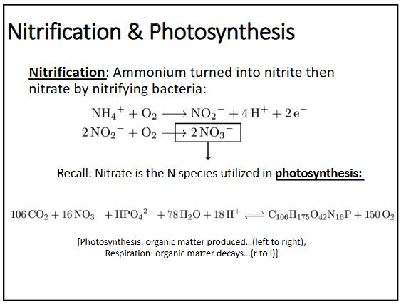 <p>ammonium gets turned into nitrite and then into nitrate by nitrifying bacteria</p><p>(nitrate is the nitrogen form that is utilized in photosynthesis)</p>