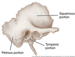 <p>Squamous, petrous.</p><p>Tympanic. Zygomatic process, styloid process.</p>