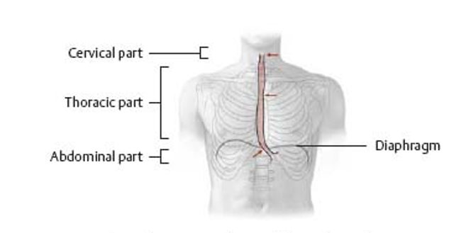 <p>esophagus characteristics </p>