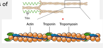 <ul><li><p>2 intertwned chains of actin molecules plus</p></li><li><p>tropononin- small globular protein bound to actin and tropomyosin</p></li><li><p>tropomyosin- rod shaped, located end to end along thin filament</p></li></ul><p></p>