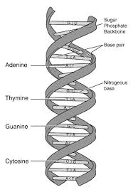 <p>double-helix</p>