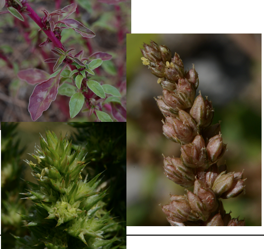 <p><span>Amaranthaceae</span></p>