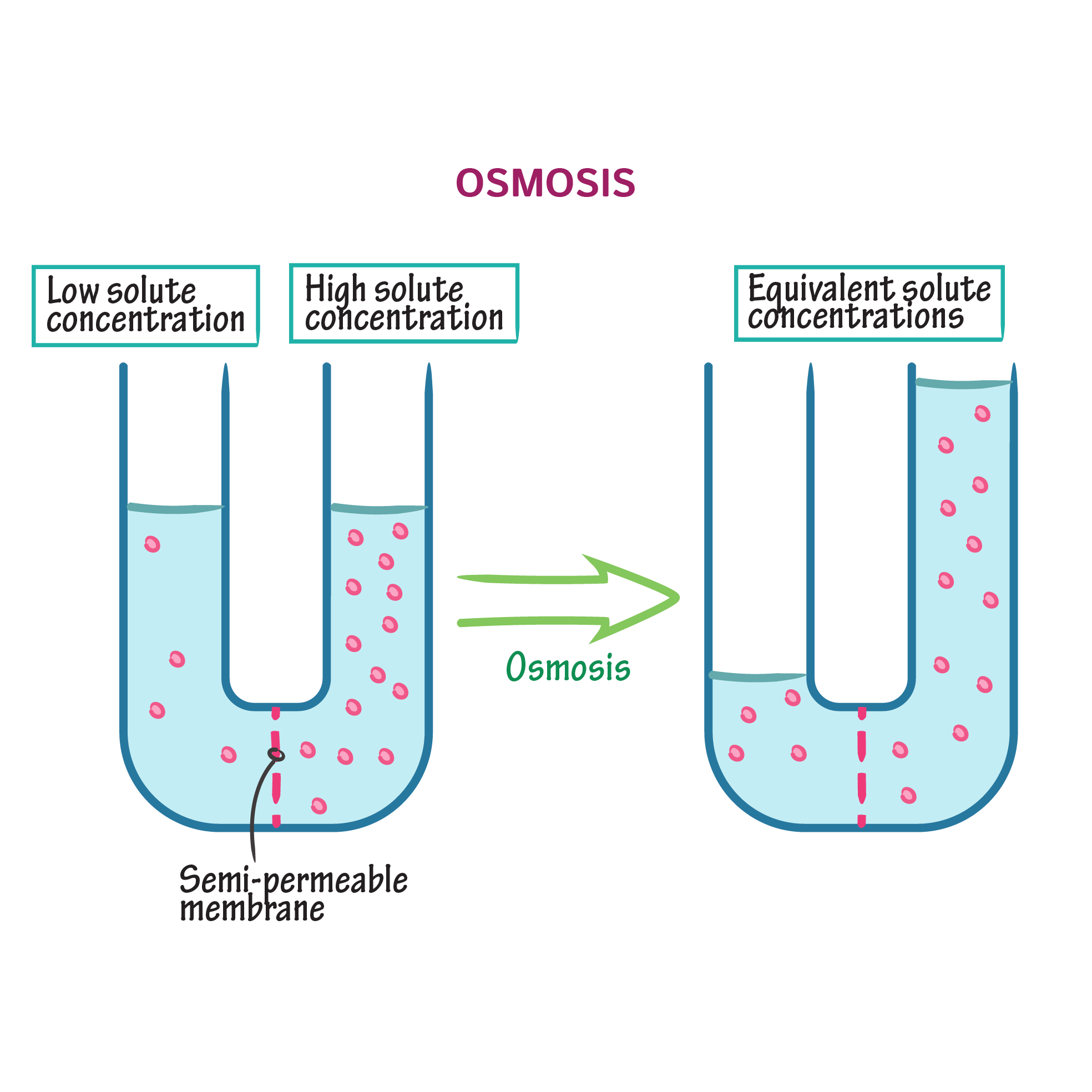 <p>Passive movement of water across a cell membrane from a region where<strong> water conc’n is high</strong> (conc’n of solutes low) to<strong> low conc’n of water </strong>( conc’n of solutes is high)</p><ul><li><p>can make a cell swell</p></li></ul><p></p>