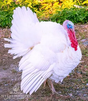 <p>(turkey-poultry)</p>