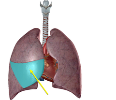 <p>Identify the structure</p>