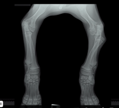 <p>What is the soft tissue like in the left cubital joint?</p>