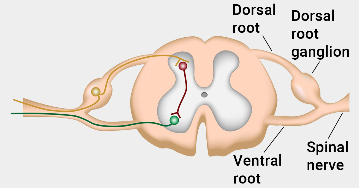 <p>in the posterior (dorsal) root ganglion</p>