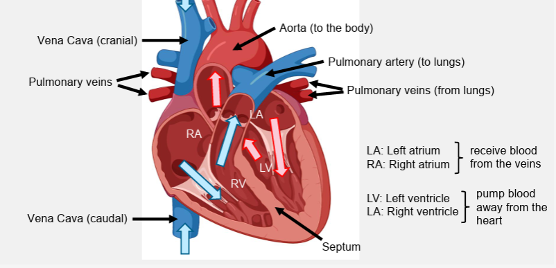 <ul><li><p>fully developed septum between the atria (all) and ventricles (mammals and birds)</p></li><li><p>cranial vena cava</p></li><li><p>pulmonary veins- from lung</p></li><li><p>aorta- to body</p></li><li><p>pumonary artery- to lungs</p></li><li><p>vena cava caudal</p></li></ul><p></p>