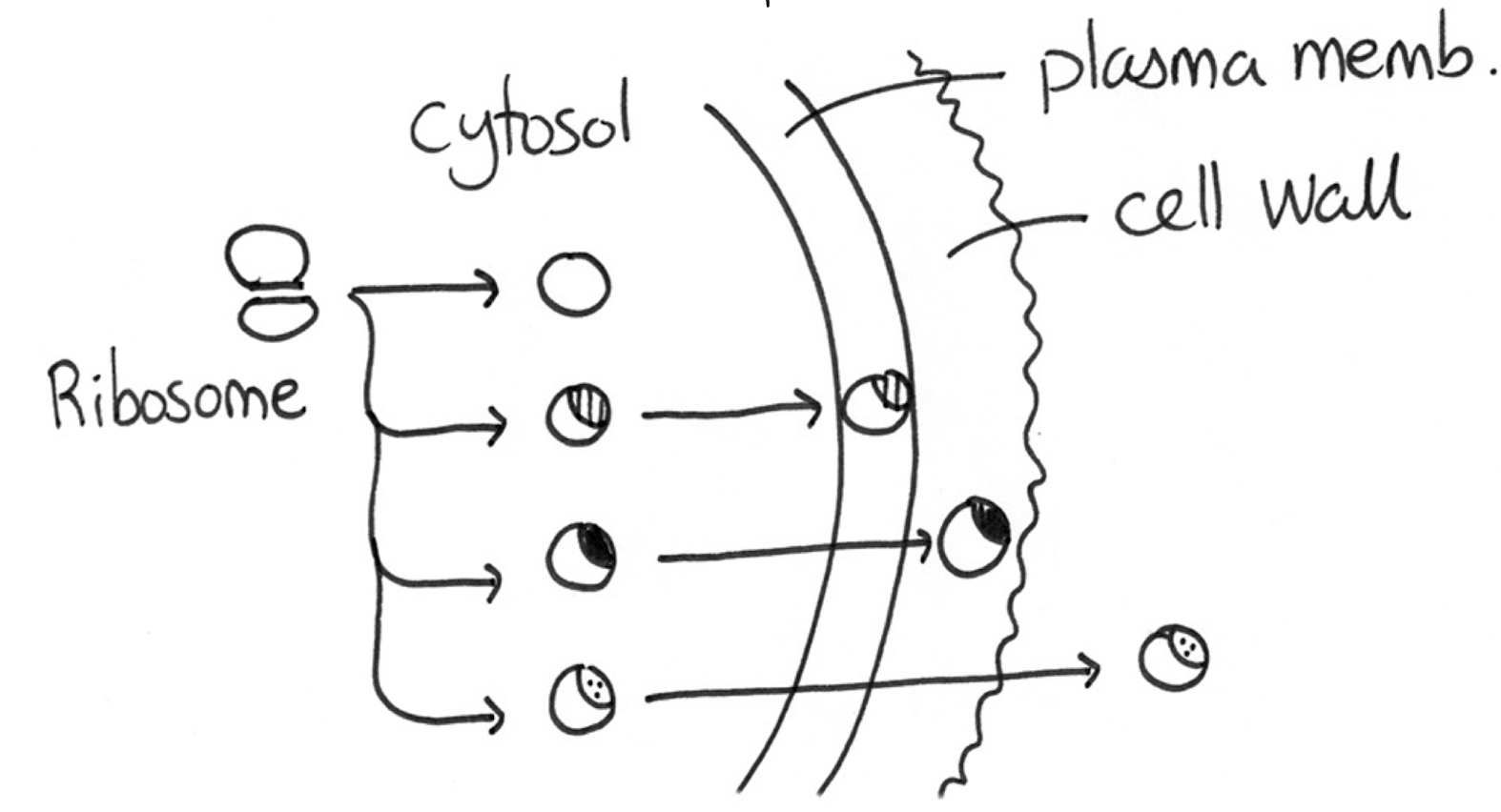 <p>Any proteins that are not needed in the cytosol (plasma membrane, cell wall, export) will have each unique signals that transport them to their correct places, while cytosol proteins do not need signals because they don’t need to be moved elsewhere</p>