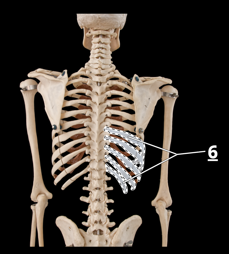 <p>6</p>