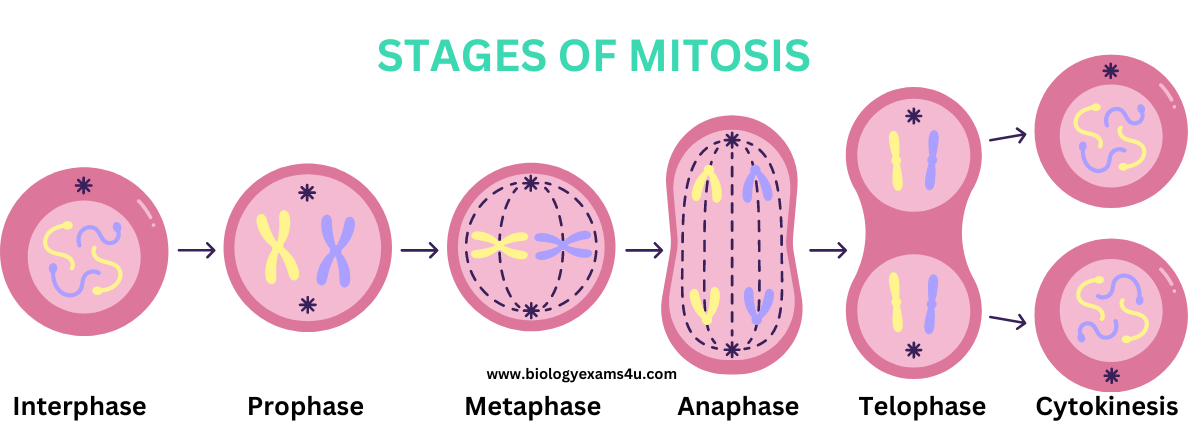 <p>spindles begin to for in prophase</p>