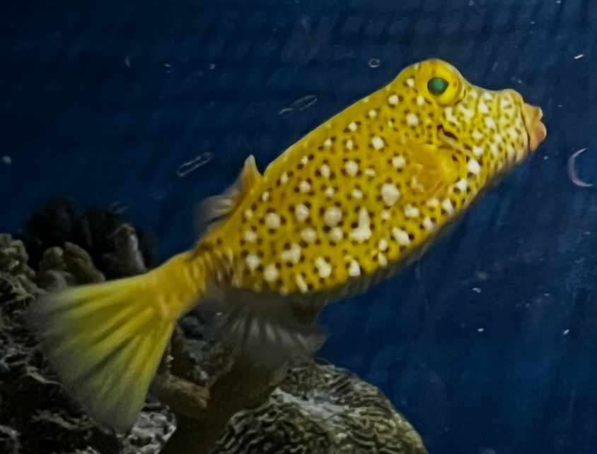 <p>Boxfish (cheese)/ Cowfish WITH HORNS (daisy), bony carapace</p>