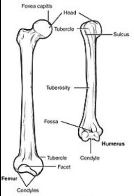 <p>a small pit in the bone</p>