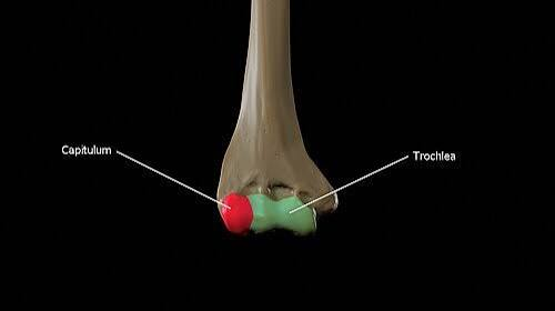 <p>Smooth rounded articular process (cartilage and bone) that articulates with another bone. </p>