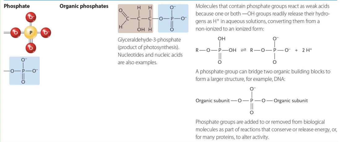 <p>Present a lot, Every Macromolecule has Phosphate<br>(Organic Phosphates)</p>