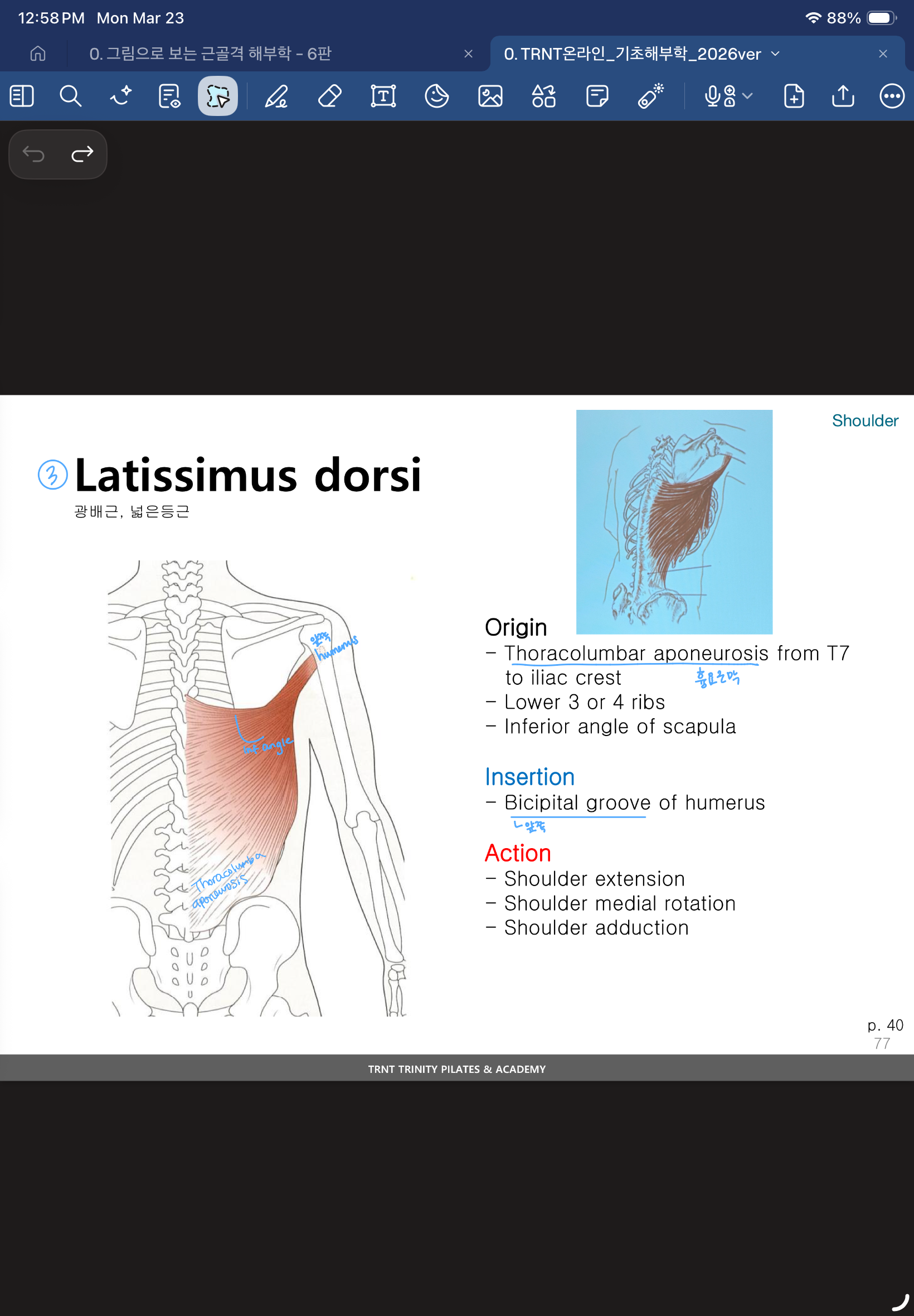<p>3 / Shoulder extension, shoulder adduction, shoulder medial rotation</p><p>광배근, 넓은등근</p>