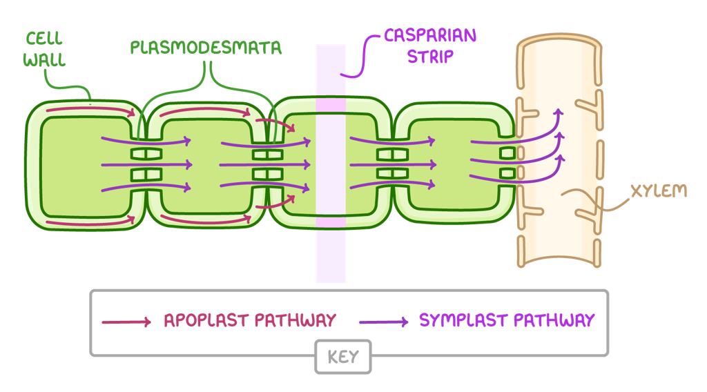 <ol><li><p>Water is absorbed into the root hair cells by osmosis, as the cells have a lower water potential than water in soil</p></li><li><p>Water then diffuses from the epidermis through the root to the xylem down a water potential gradient</p></li><li><p>The cytoplasm of all the cells in the root are connected by plasmodesmata, so there are no further membranes to cross, so no further osmosis</p></li></ol><p></p>