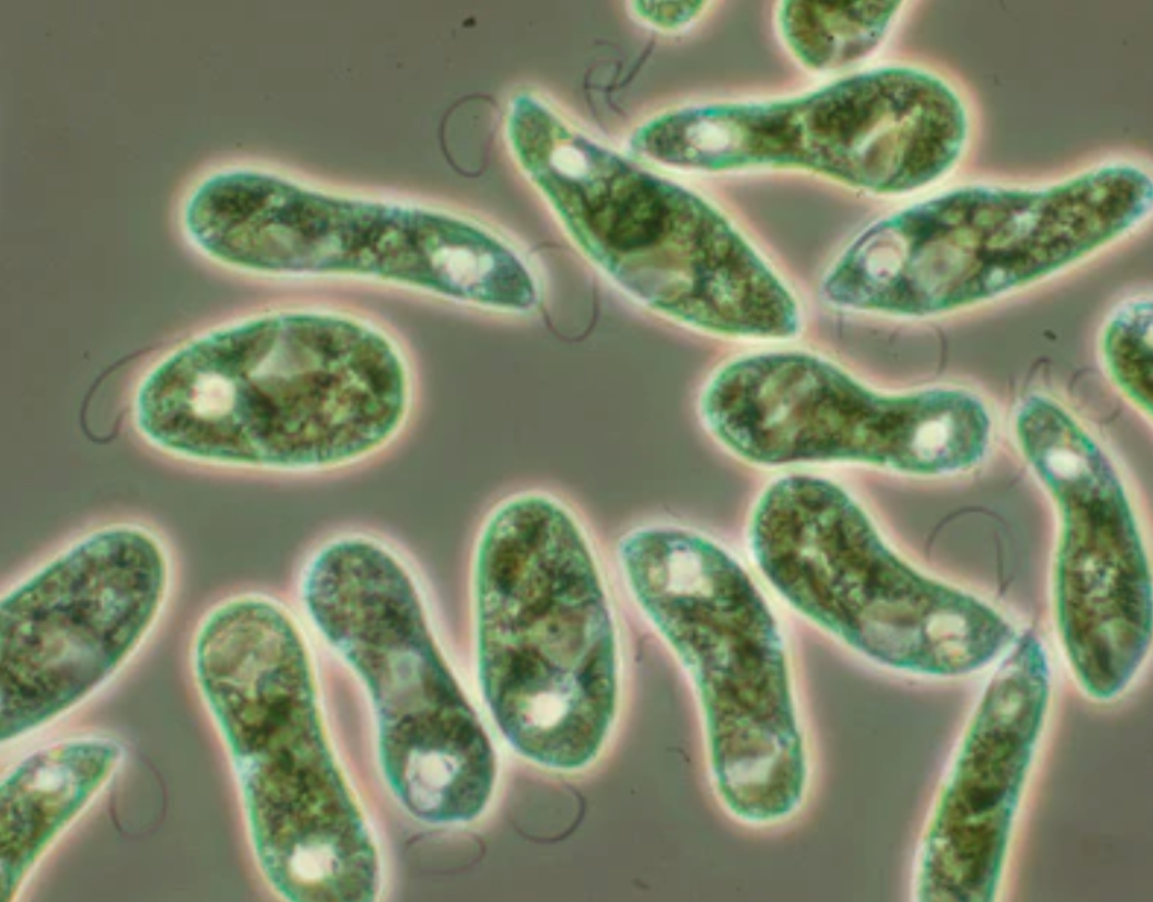 <ul><li><p><span style="background-color: transparent; font-family: "Helvetica Neue", sans-serif;">Has chloroplasts &amp; carries out photosynthesis when there is sufficient light&nbsp;</span></p></li><li><p><span style="background-color: transparent; font-family: "Helvetica Neue", sans-serif;">In the dark, it can feed on detritus or smaller organisms by endocytosis</span></p></li></ul><p></p>