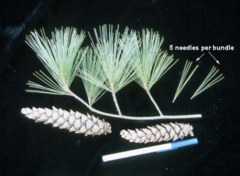<p>- shiny, dark green flat needles with very finely toothed edge</p><p>- long sturdy needles that grow in pairs of 2</p><p>- significantly longer than jack pine needles</p><p>- twigs have reddish/brown tint</p>