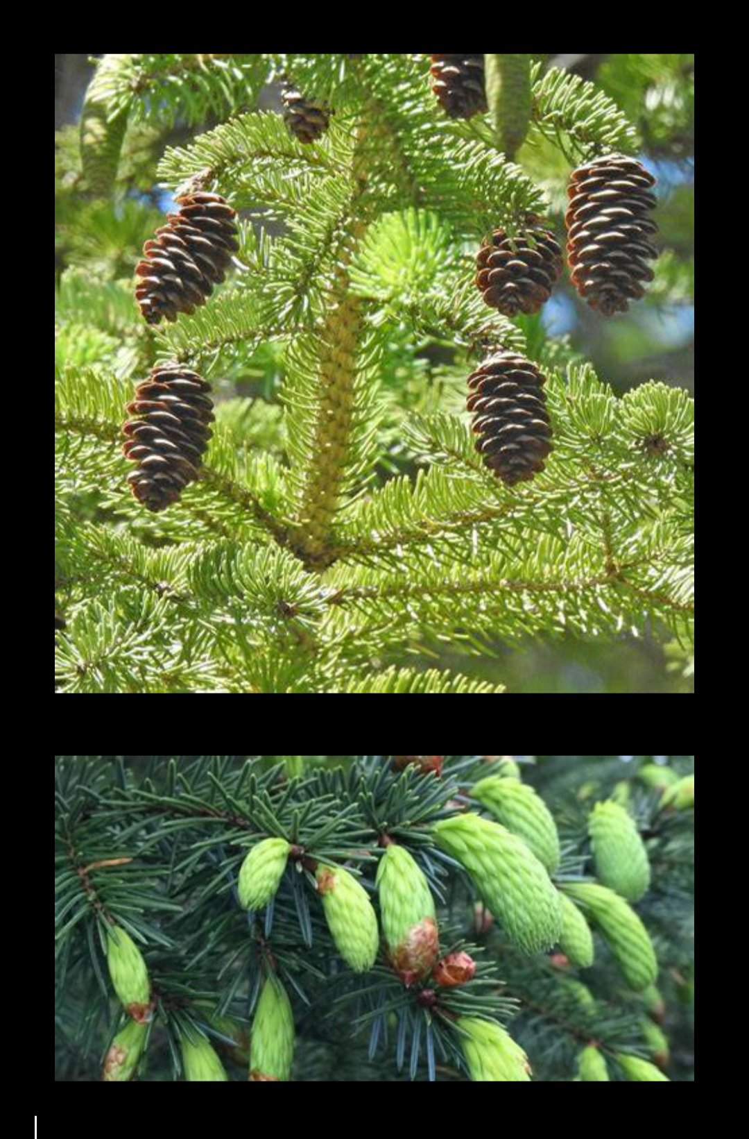 <p>White spruce (gaawaandag)</p>