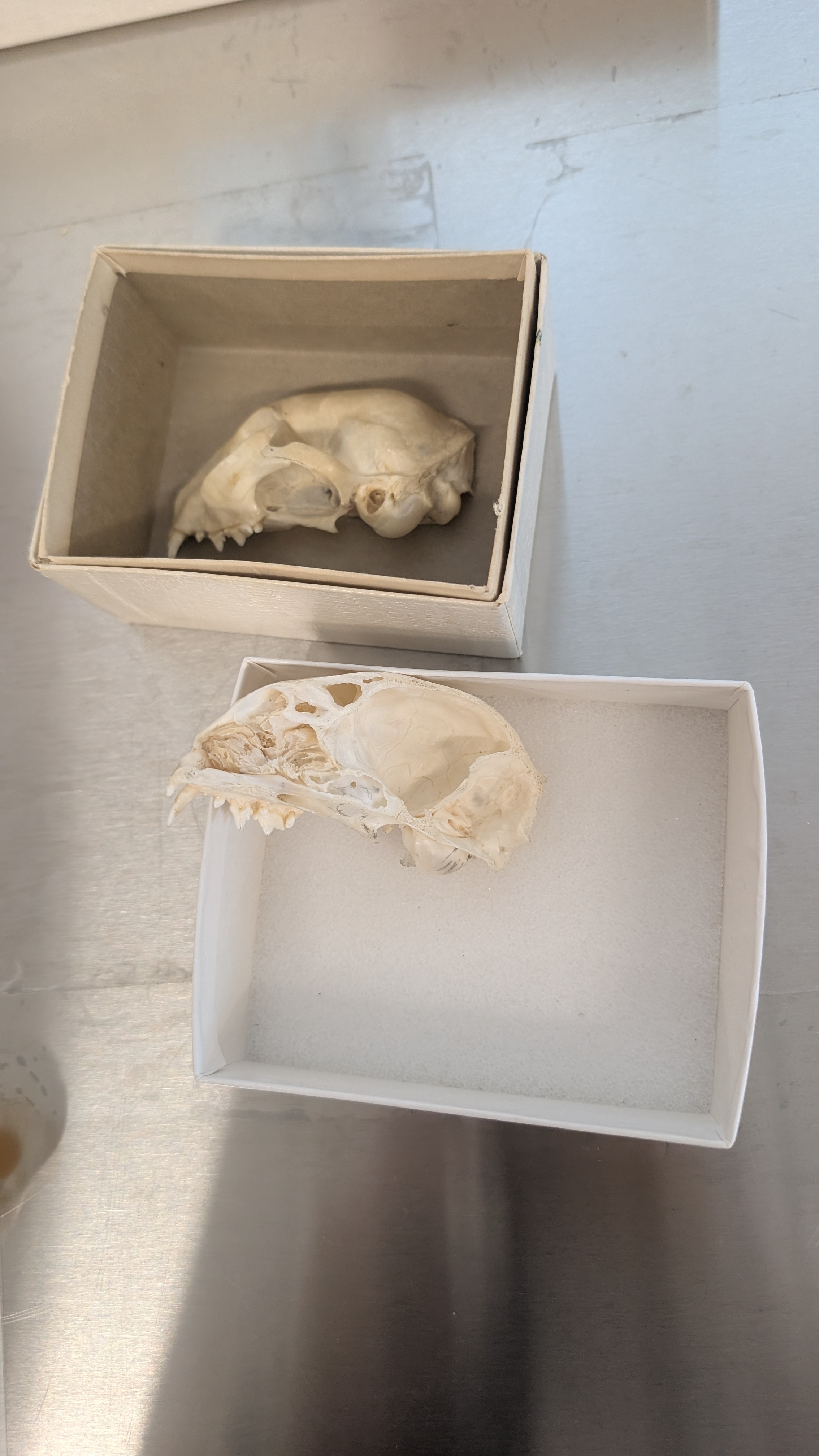 <p>Identify</p>