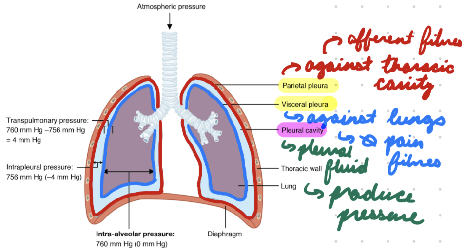 <p>Contain lungs + lubricating serous fluid</p>