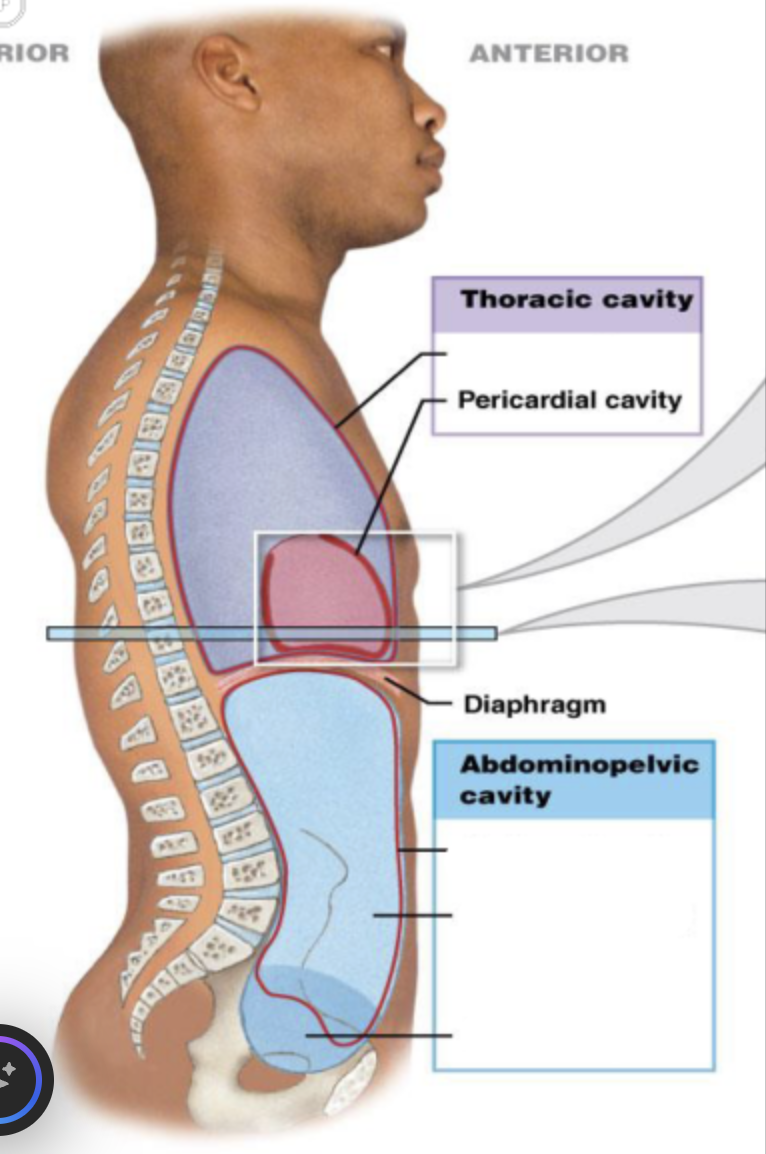<p>pericardial cavity</p>