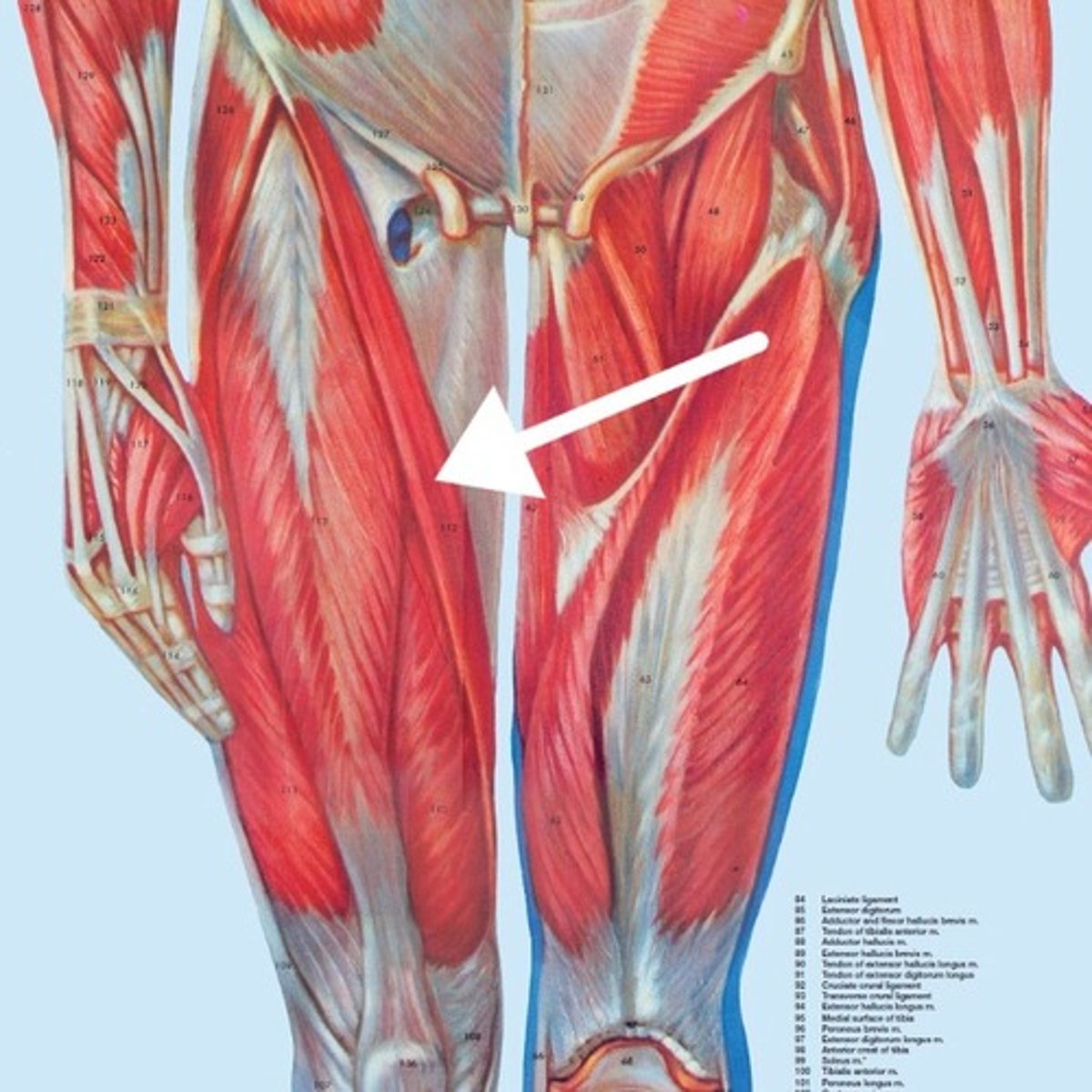 <p>What is this muscle?</p>