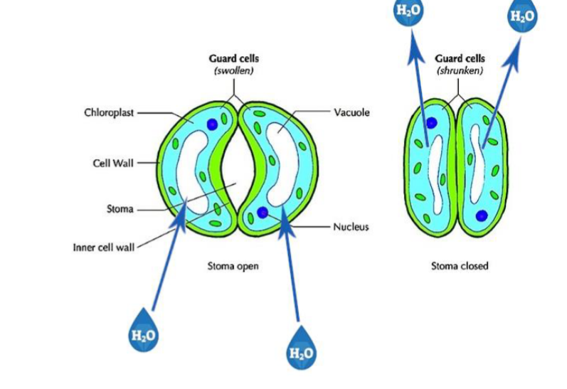 <p><strong>as cell volume increases โ stomata opens</strong></p><p><strong>as cell volume decreases โ stomata closed</strong></p>