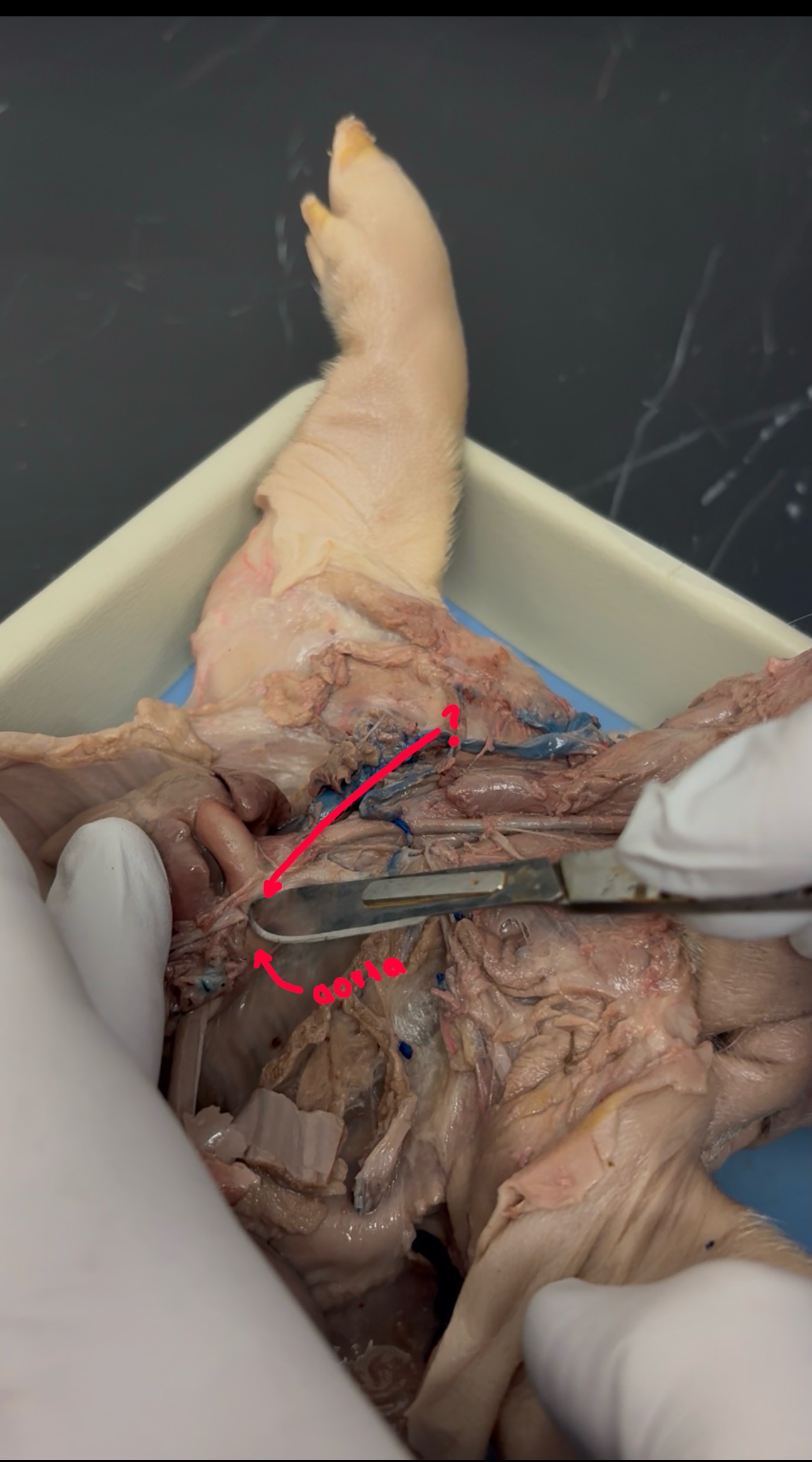 <p>What is the red line pointing to? What is the purpose?</p>