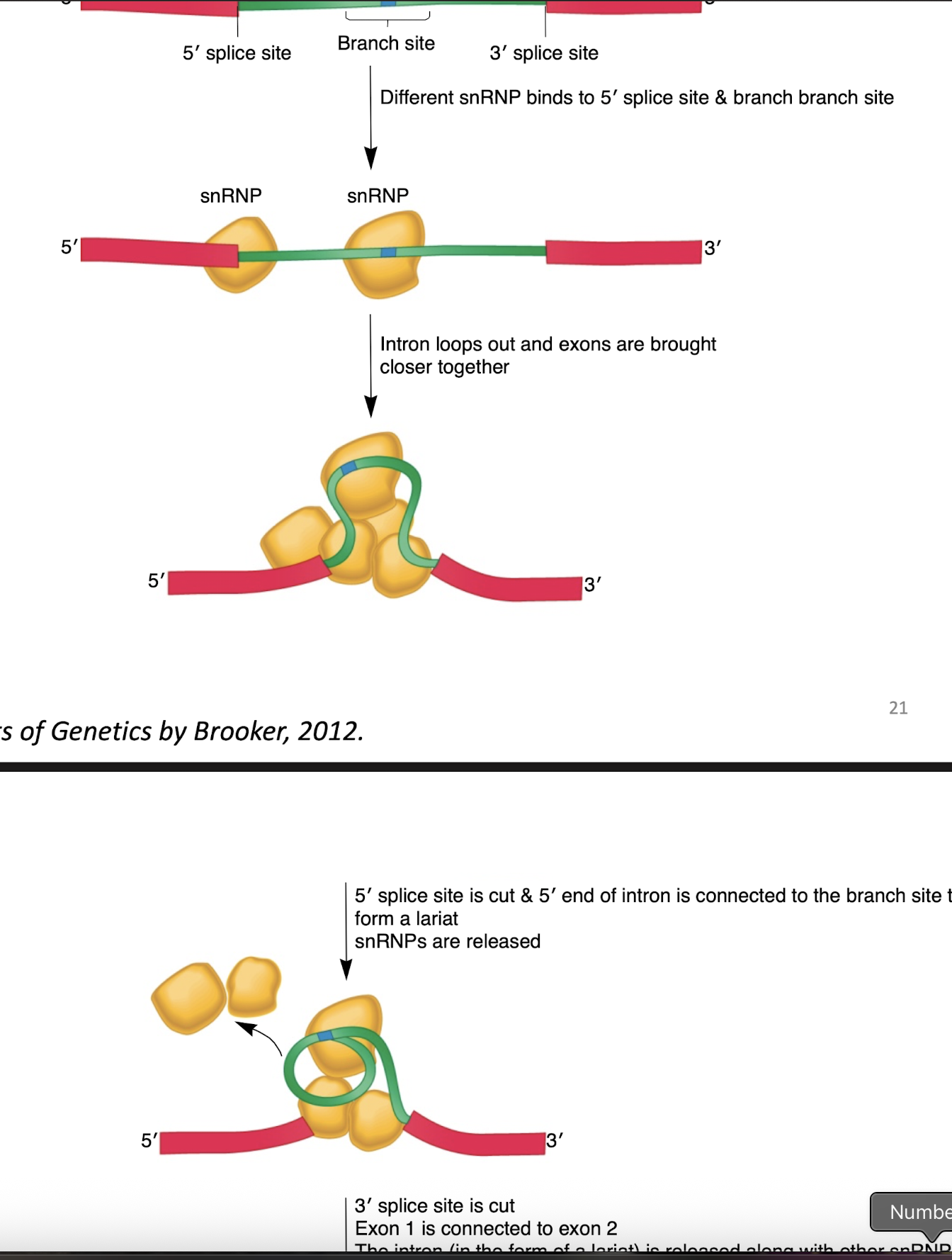 <p>In humans, excising introns requires ___</p><p>are large complexes composed of small nuclear riboproteins (snRNPs)</p><ul><li><p>include small nuclear RNA (snRNA) and a set of proteins </p></li></ul><p>They bind to an intron and precisely recognize intron/exon boundaries, holding mRNA in correct configuration</p><p>Enzymatic reactions remove introns and covalently link exons </p>
