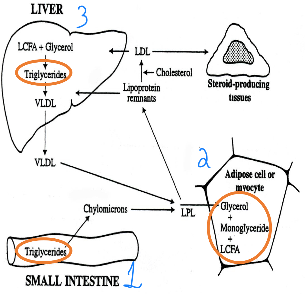 <ol><li><p>Triglyceride absorption from the small intestine</p></li><li><p>Uptake by cells</p></li><li><p>Synthesis/secretion by hepatocytes</p></li></ol><p></p>