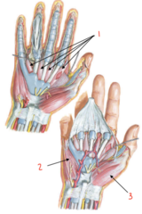 <p>What compartment of the hand is labeled 3?</p>